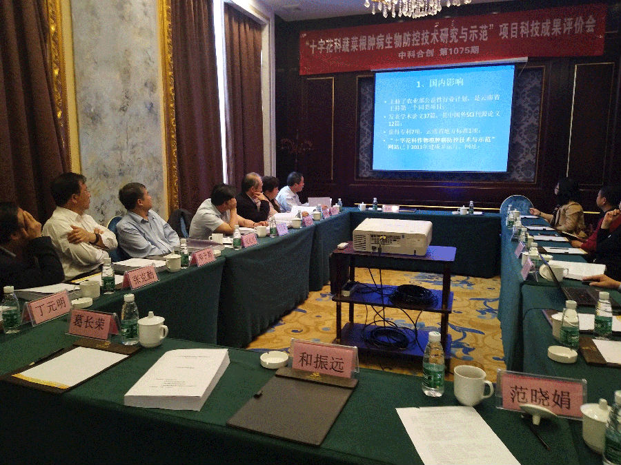 十字花科.gif 十字花科.gif