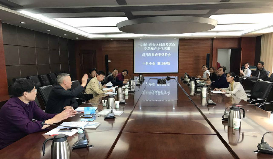 云瑞甘蔗1.jpg 云瑞甘蔗1.jpg