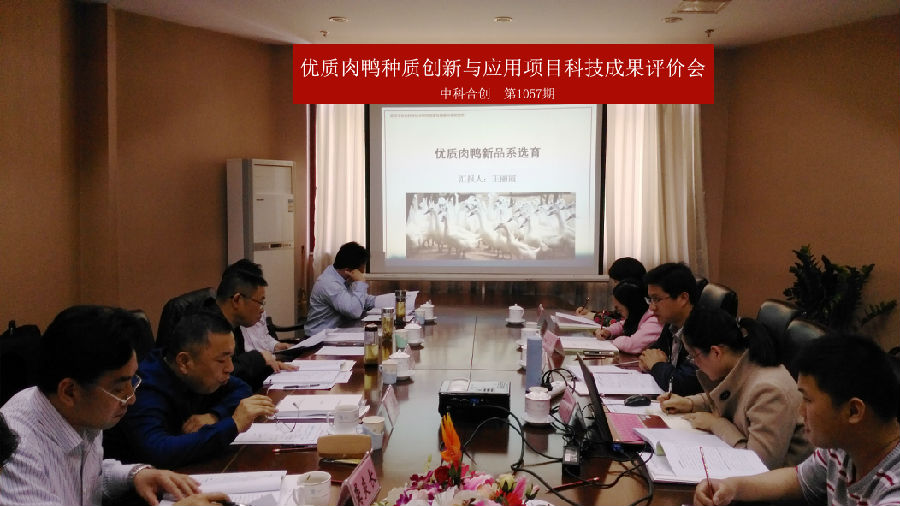 优质肉鸭3.jpg 优质肉鸭3.jpg